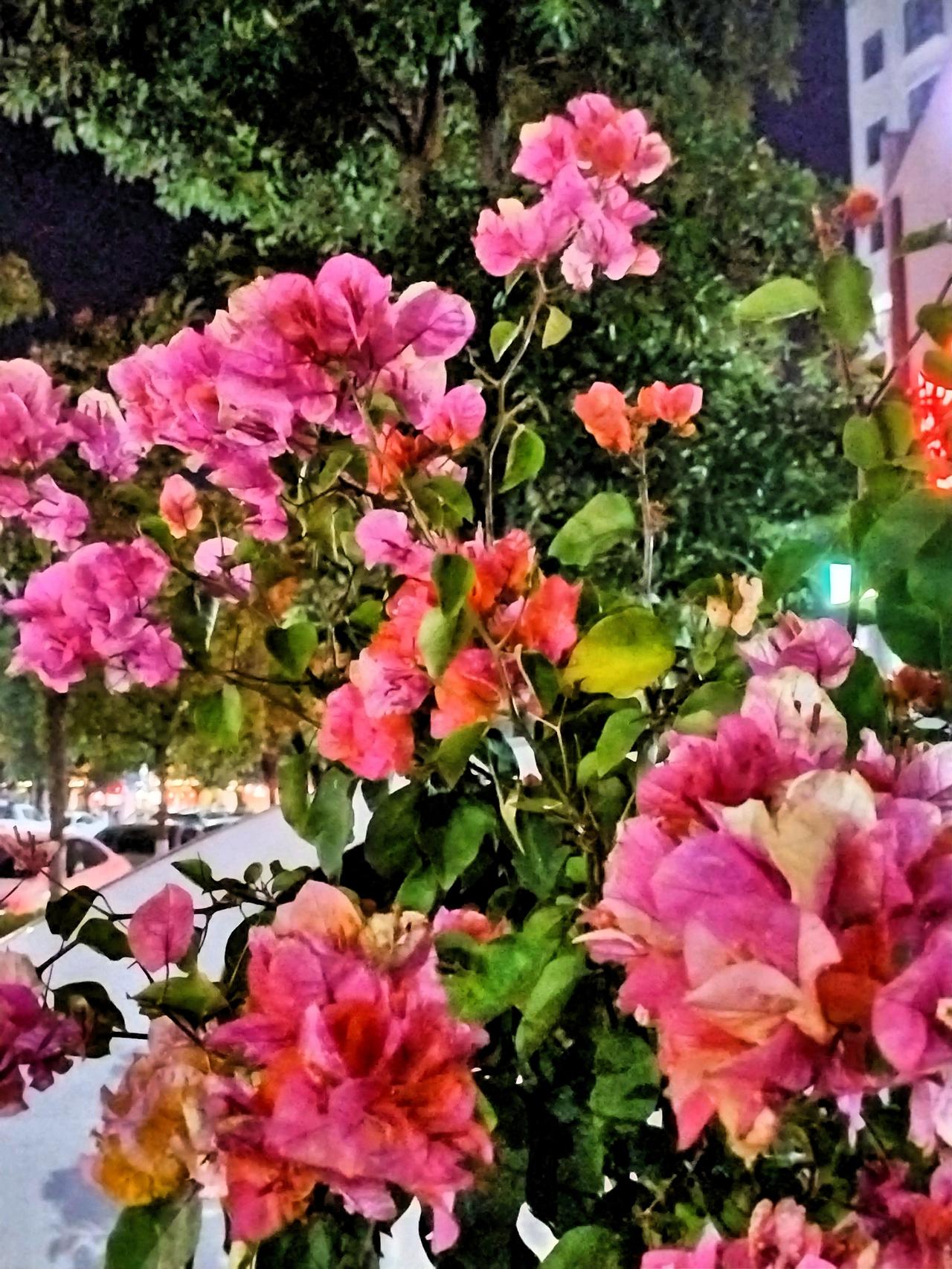 夜晚的浪漫，粉色的花朵在灯光下绽放。那娇艳欲滴的粉色花瓣，在暖黄色灯光的包裹下，