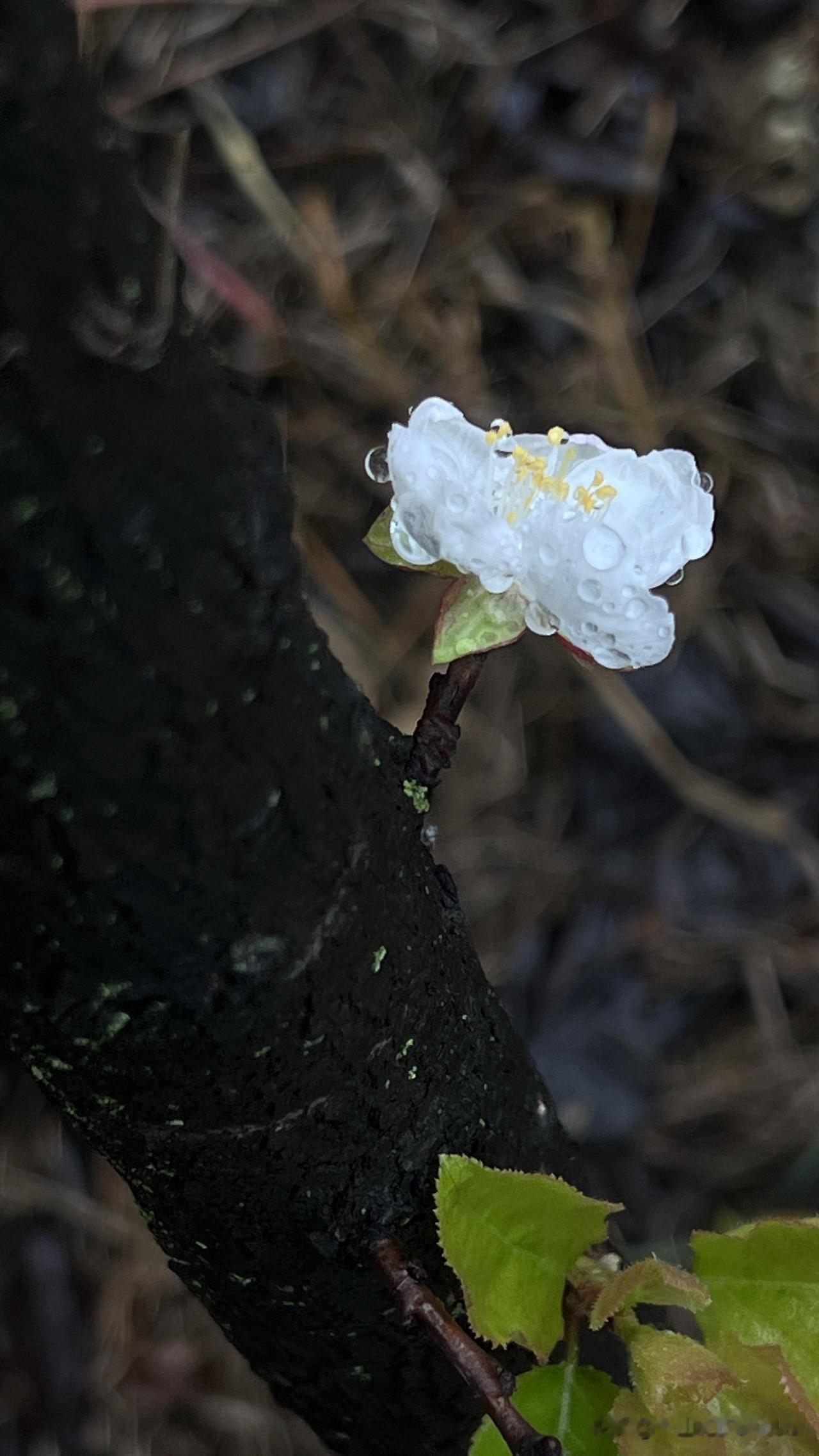 有点极度的反常，下午六点左右，天空下着蒙蒙细雨，在公园散步时，突然发现一棵桃树上