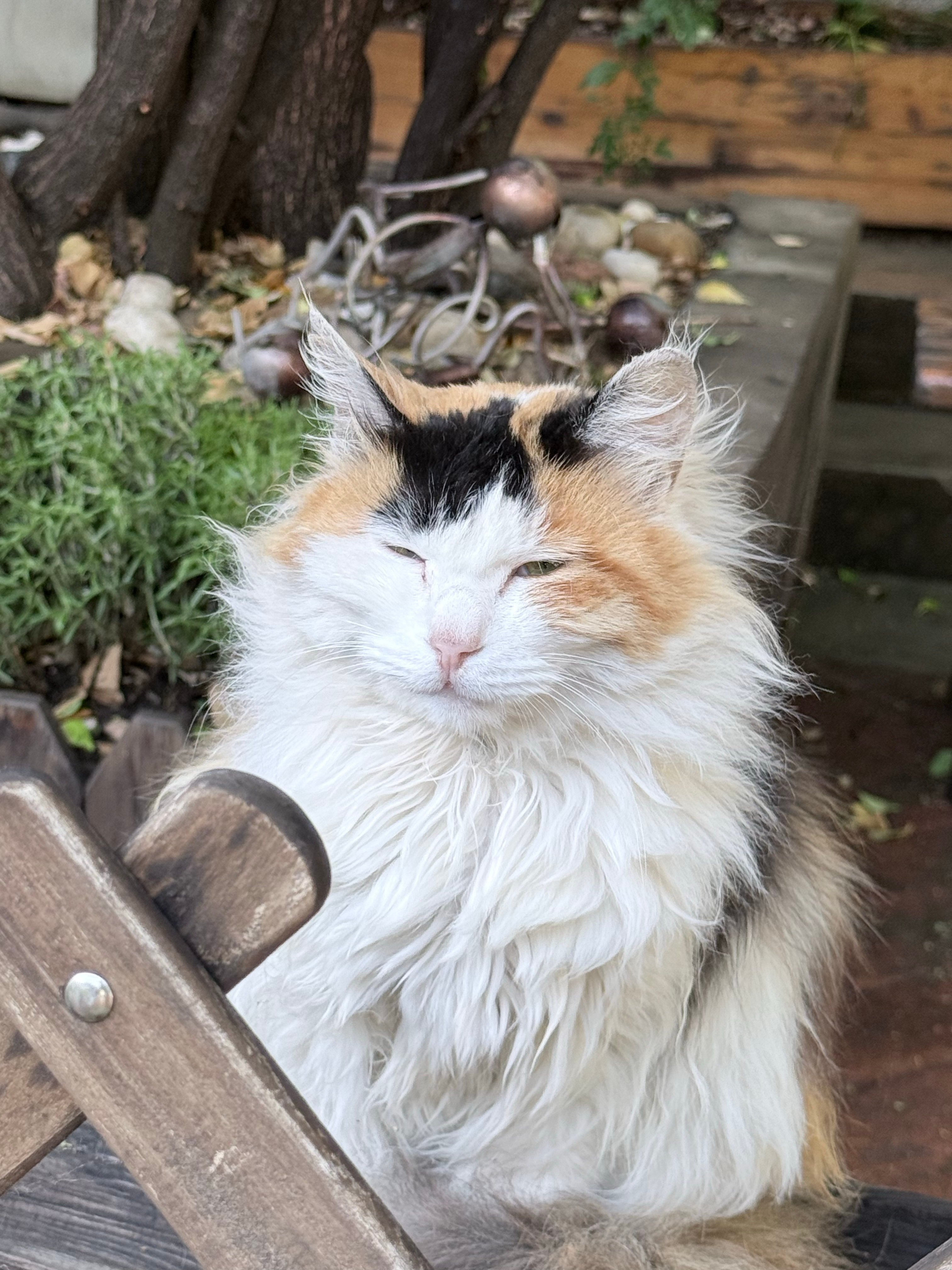 办公室禁止调戏猫咪不！就要调戏！不光是办公室的猫，室外的猫咪也要调戏！（只能远远