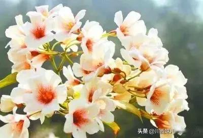 桐树叶里包着妈妈的爱


今天是母亲节，祝天下所有的母亲节日快乐！
谨以此文献给