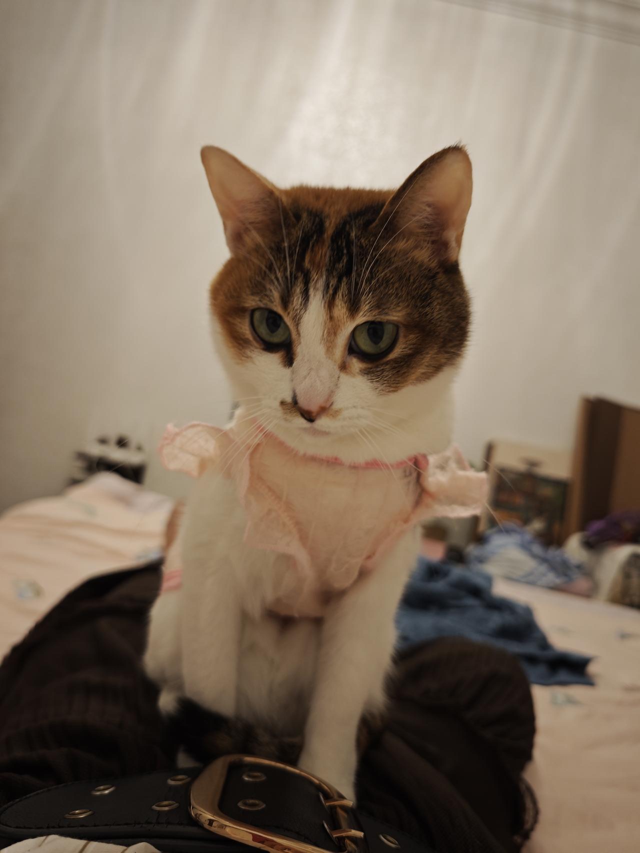 看到一位姑姑春节走亲戚后，吐槽自己二十多岁的侄子养小猫，让小猫上床跟他睡，还跟咪