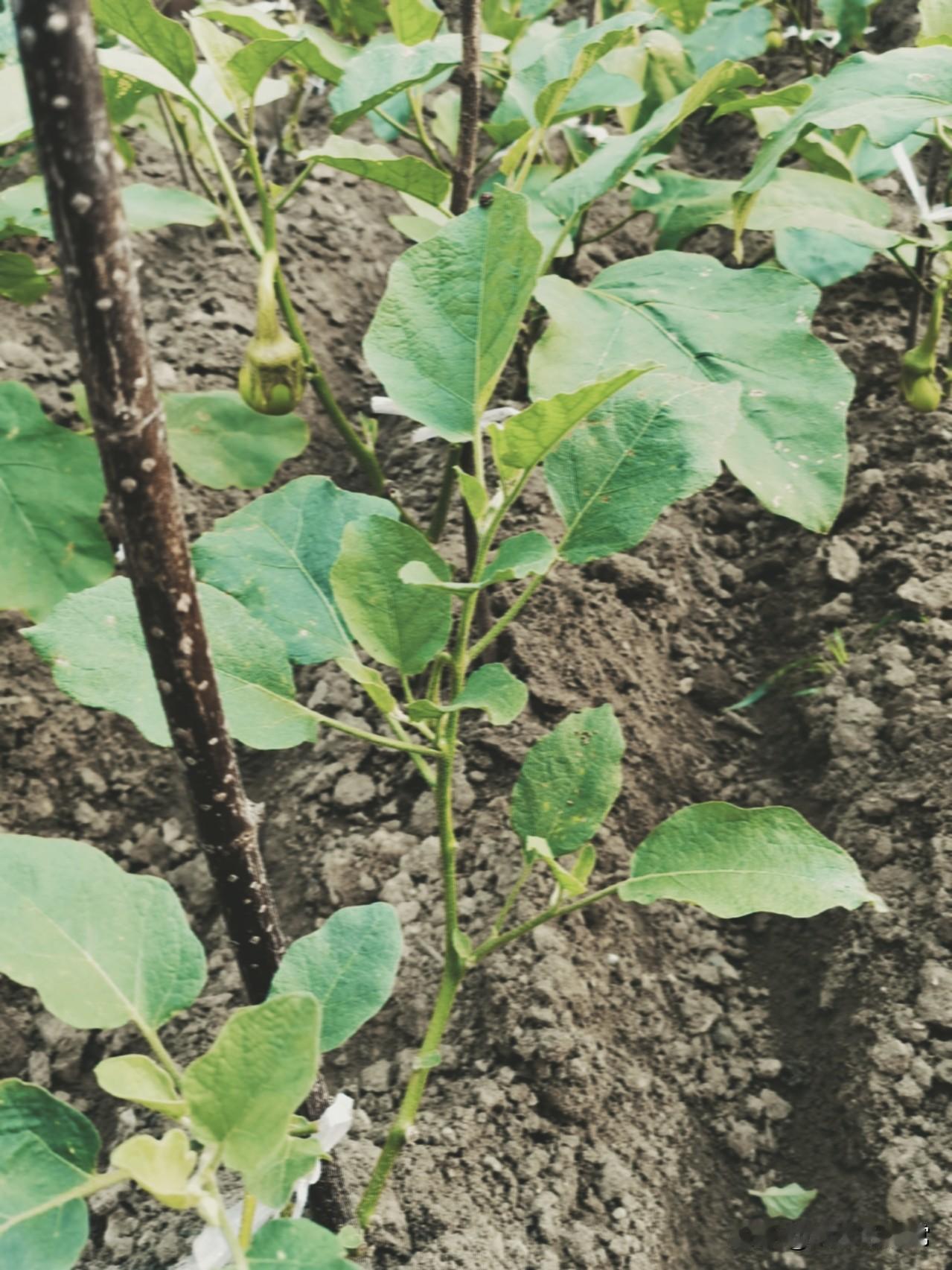 种菜千万别大水漫灌！
茄子、辣椒、豆角、南瓜这四种蔬菜，适度干旱才更容易坐果。