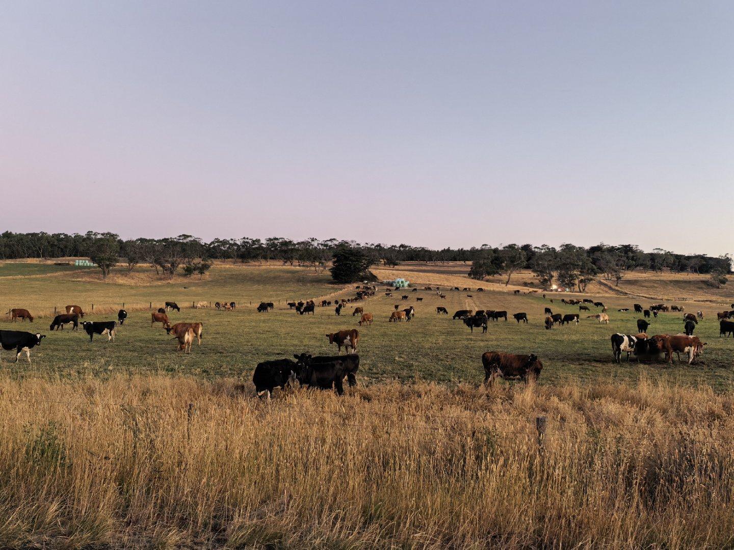 今天大洋路一日游了，开车累死整一个农村自驾游，上次新西兰晚上开车撞了个不知道什么