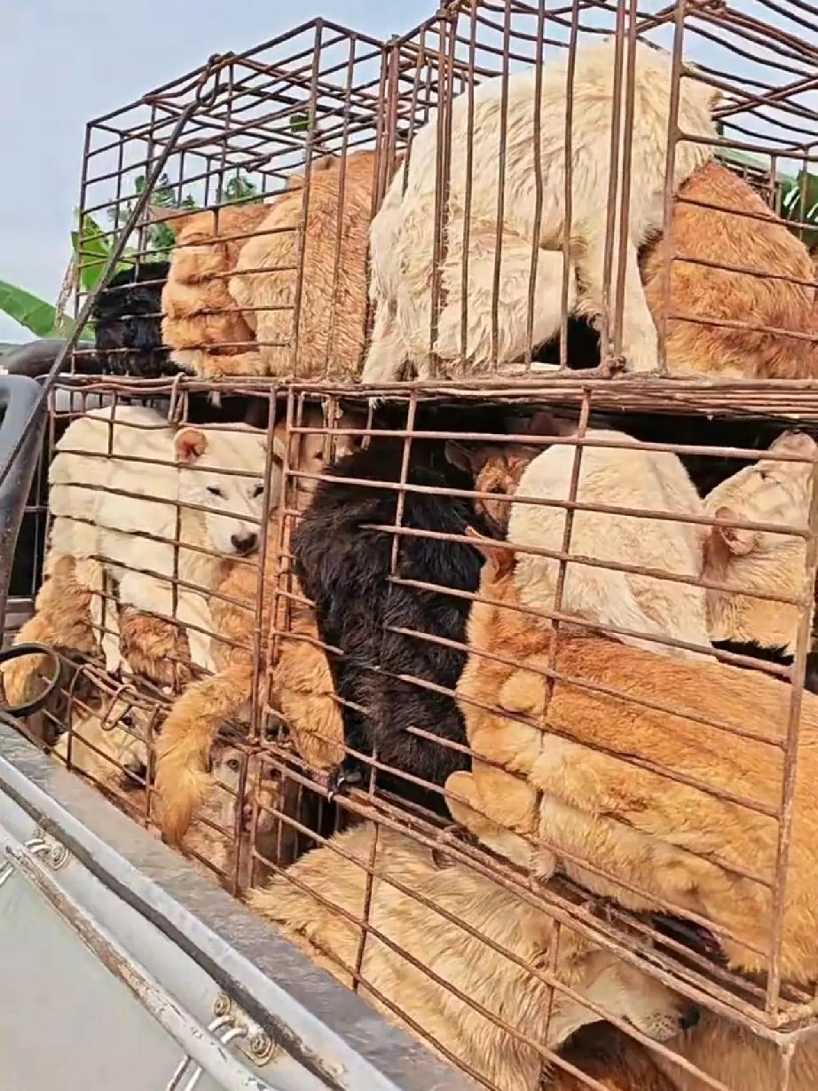 这是谁的孩子？又是谁的爹？人类的欲望太邪恶了，猪牛羊鸡鸭鱼螃蟹虾米等等难道不够你