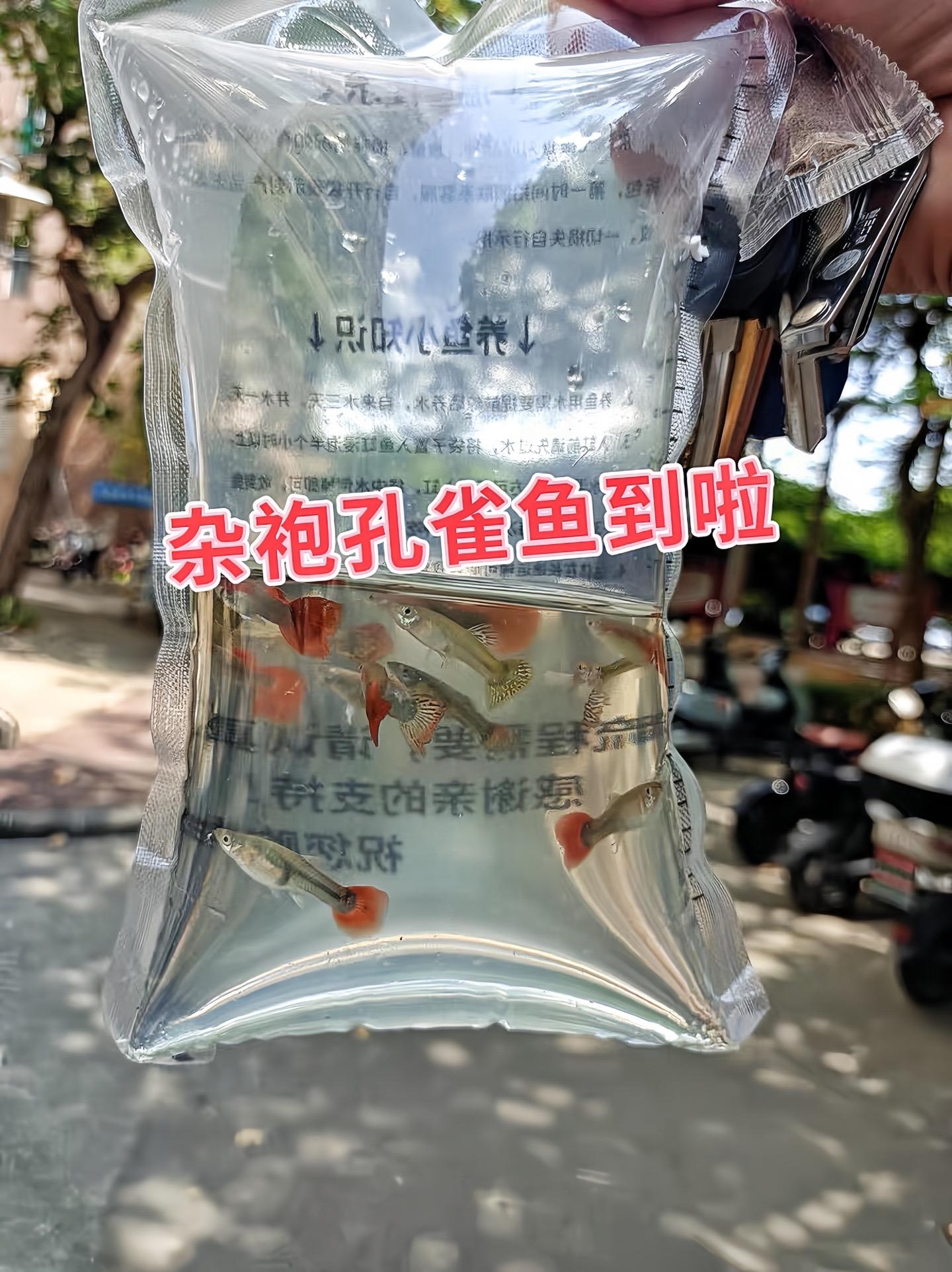 1. 饲养难度低：杂袍孔雀鱼对水质、水温适应力强，能在18 - 34℃...