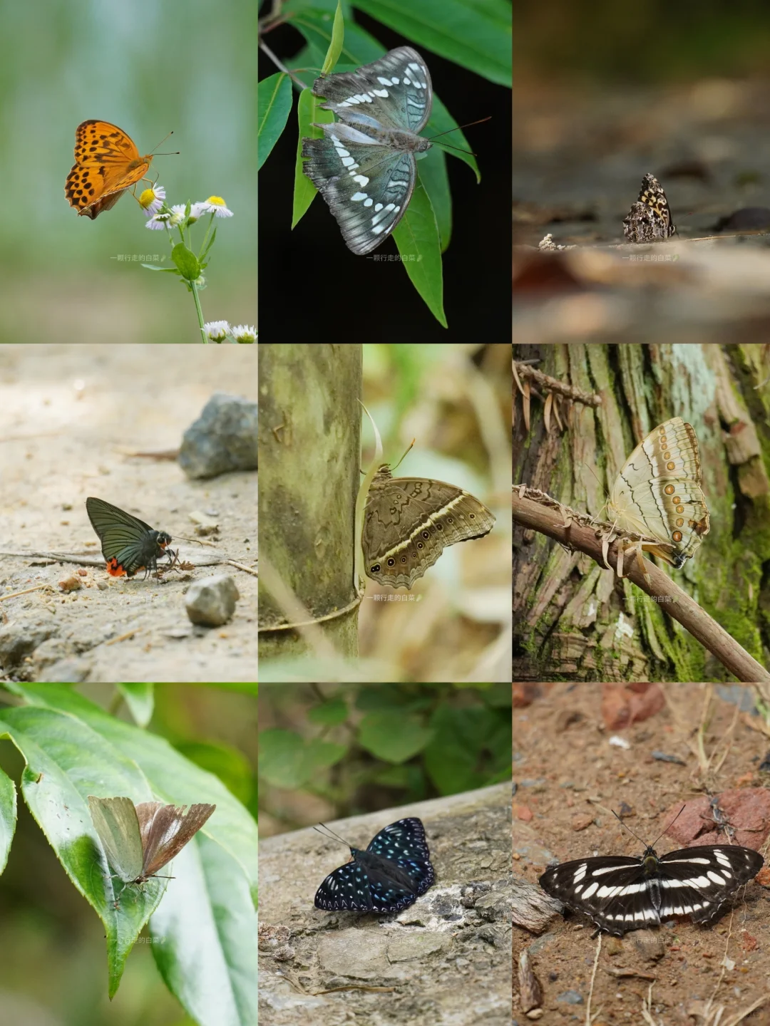 当我在观鸟比赛看起了蝴蝶