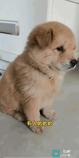 它对着主人焦急示警了两回，主人才终于发现，调皮的二咪又在搞破坏。说它是狗，那可真