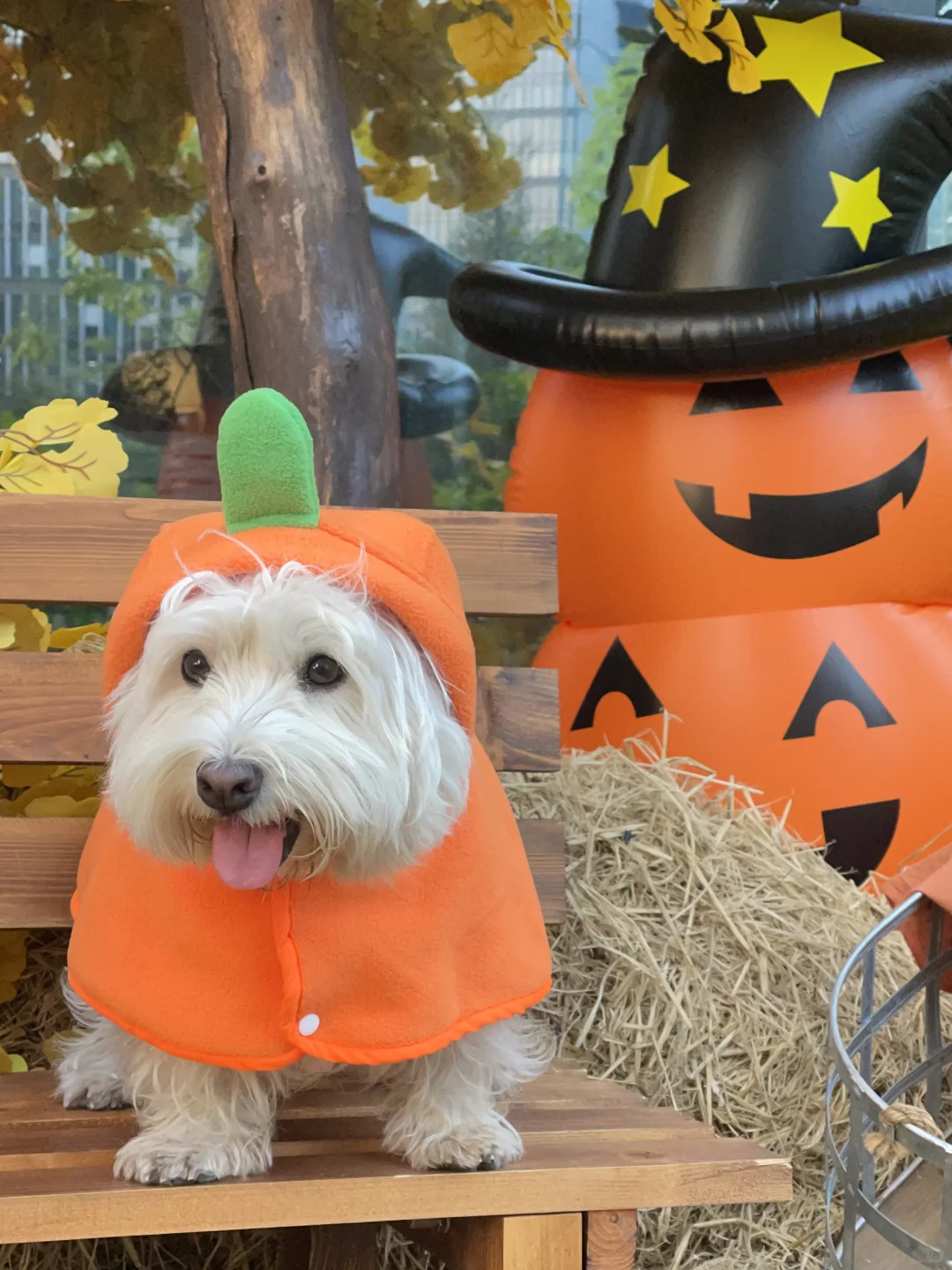 今年万圣节cos小胖橘纸