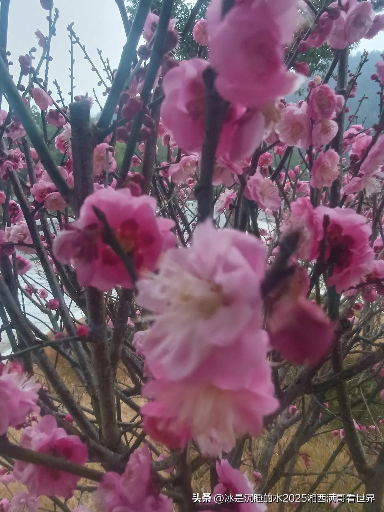 墙角数枝梅，凌寒独自开。遥知不是雪，为有暗香来。