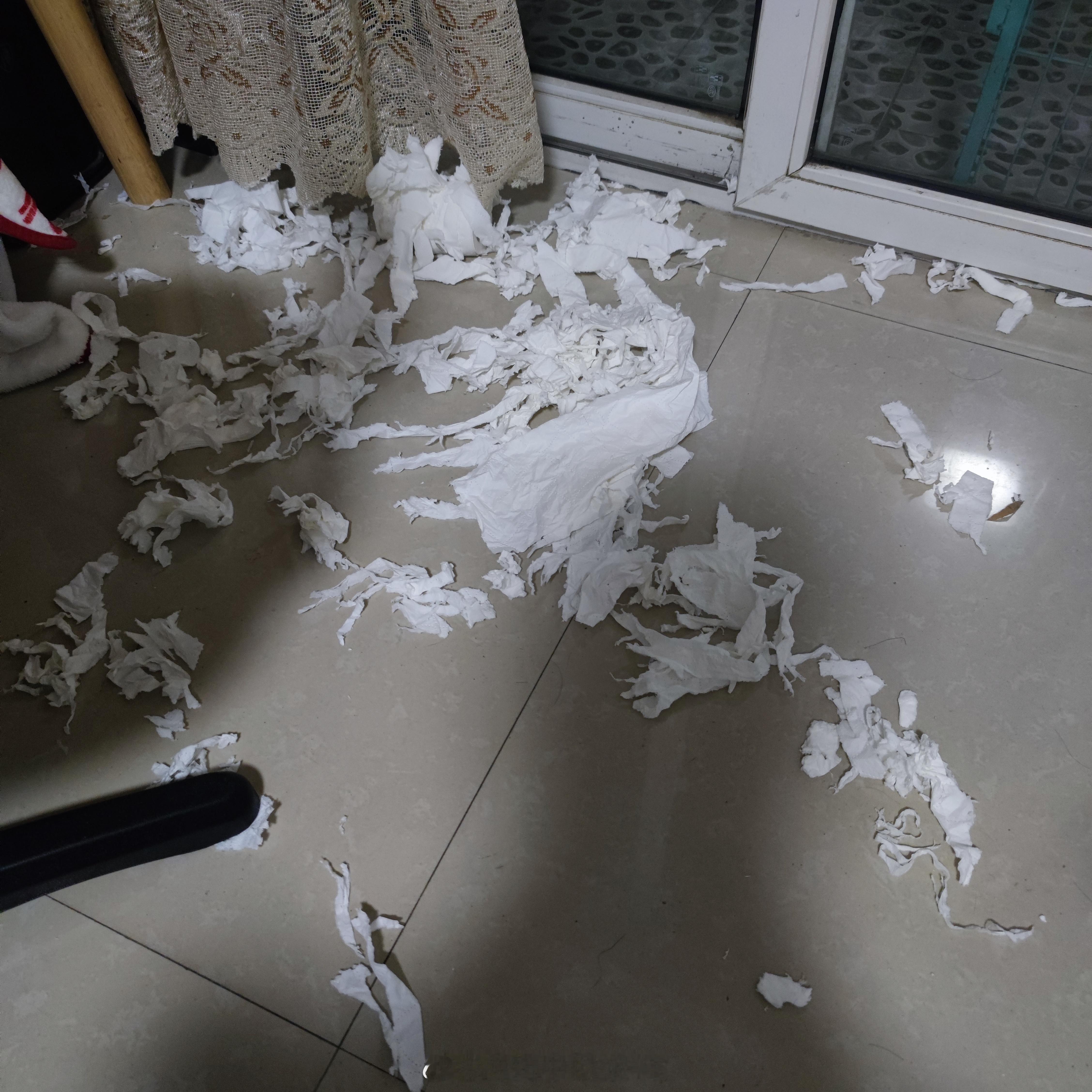 猫跟卫生纸和垃圾桶有啥深仇大恨嘛[打脸]家里真的很容易变成垃圾堆#我恨噗呲猫# 