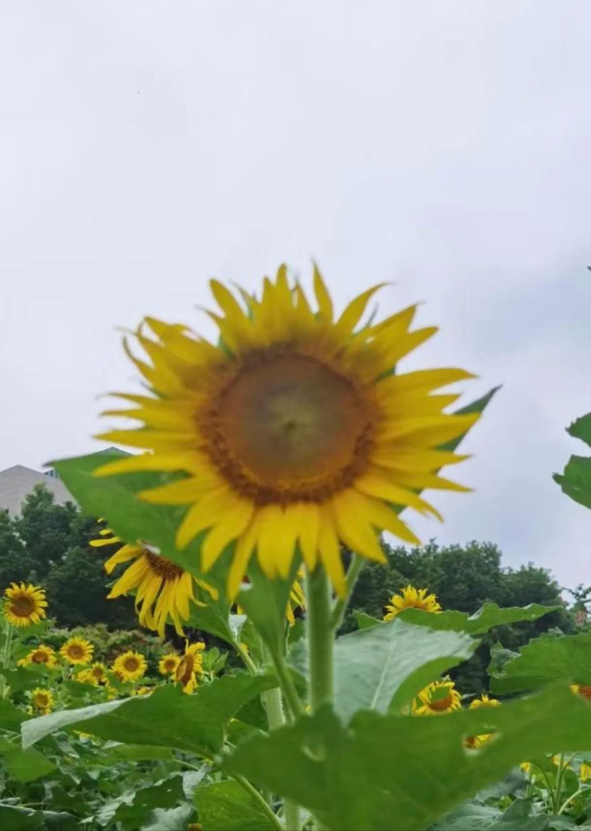 向日葵
向日葵🌻，也经常见不到阳光，但是依然执着向阳，加油#秋日生活打卡季#