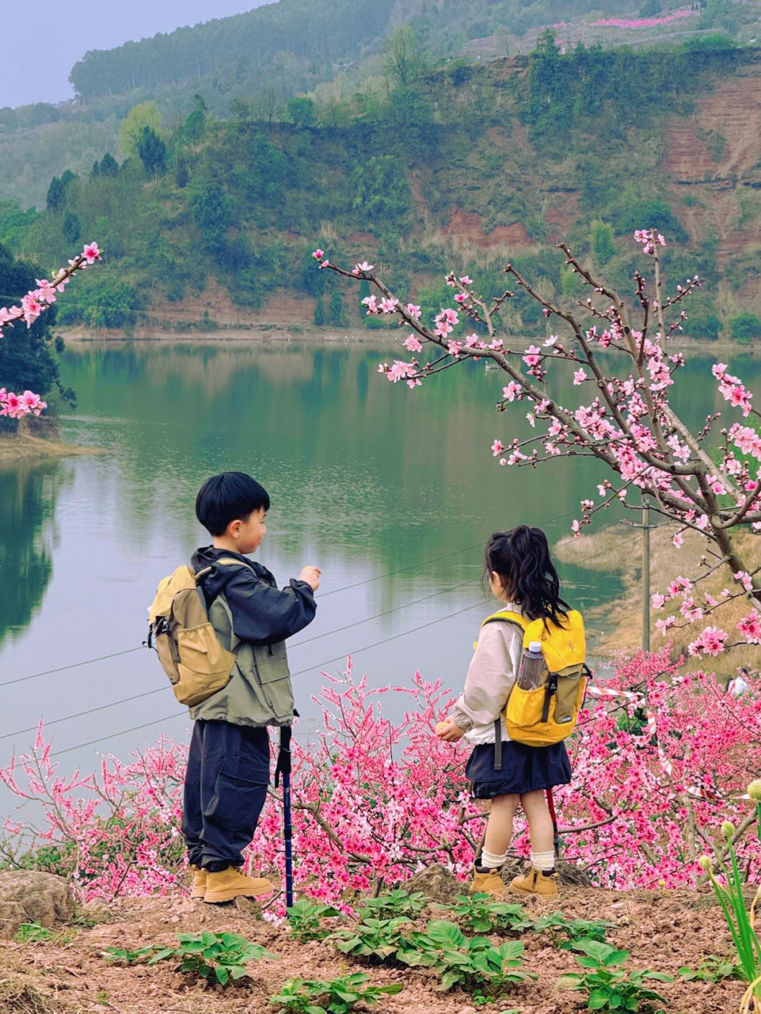 3.24实拍‼️龙泉山桃花已开，附赏花徒步攻略~