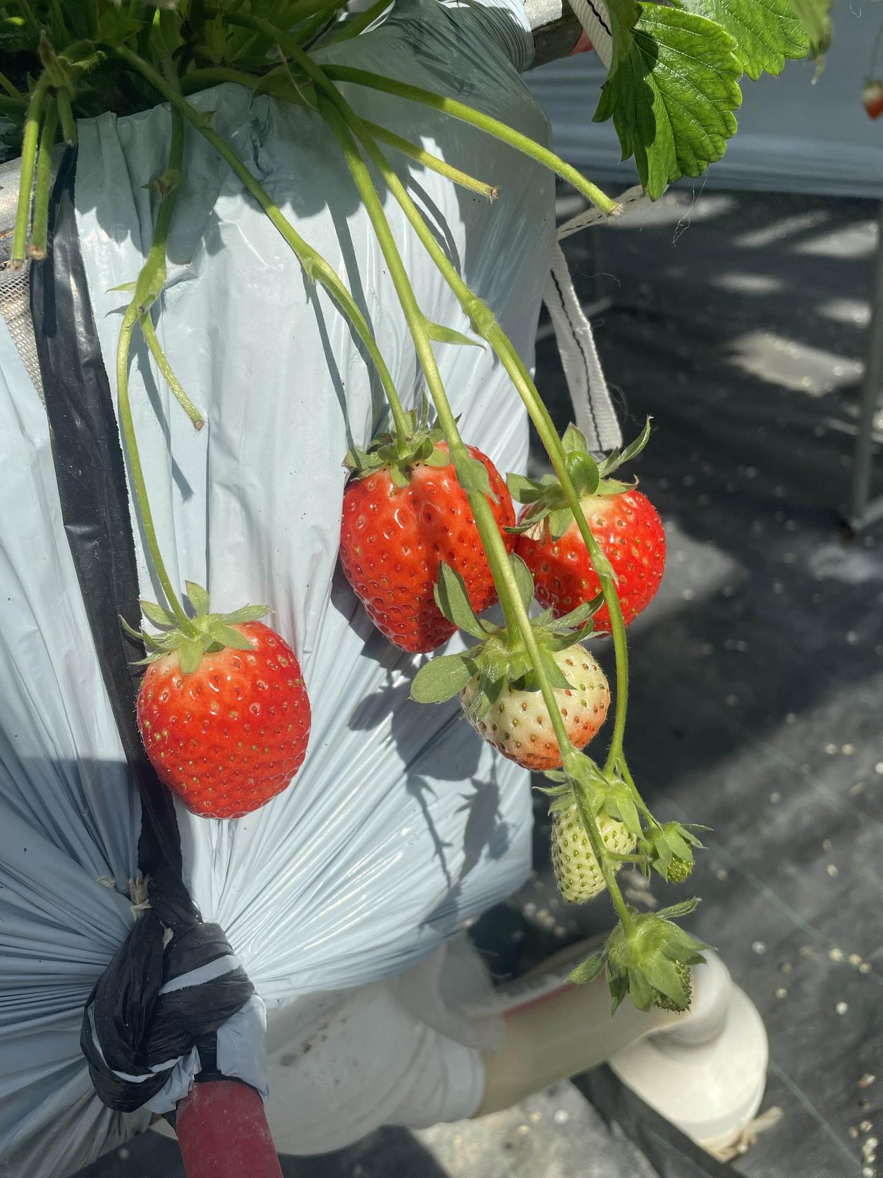 结婚彩礼怎么谈？
说到结婚彩礼，这大概是很多情侣总能遇到的坎儿。任何情侣不管再甜