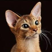 【🪑】250125  每日一银元 宋恩硕做了一个梦。梦里他们是两只猫，在邻里街