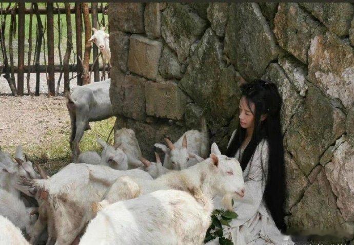 婉宁在战乱中遭遇不幸，身怀敌国之子，却仍保持着优雅。她被遗弃在羊圈，衣物洁净如初