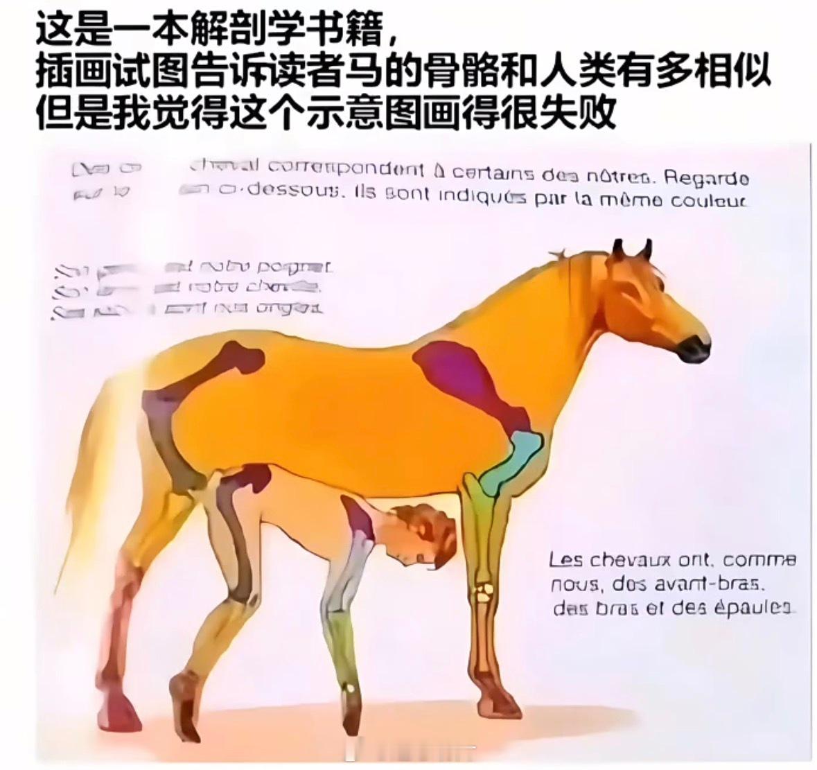 这是一本解刨学书籍插画试图告诉读者马与人类的骨骼有多相似 