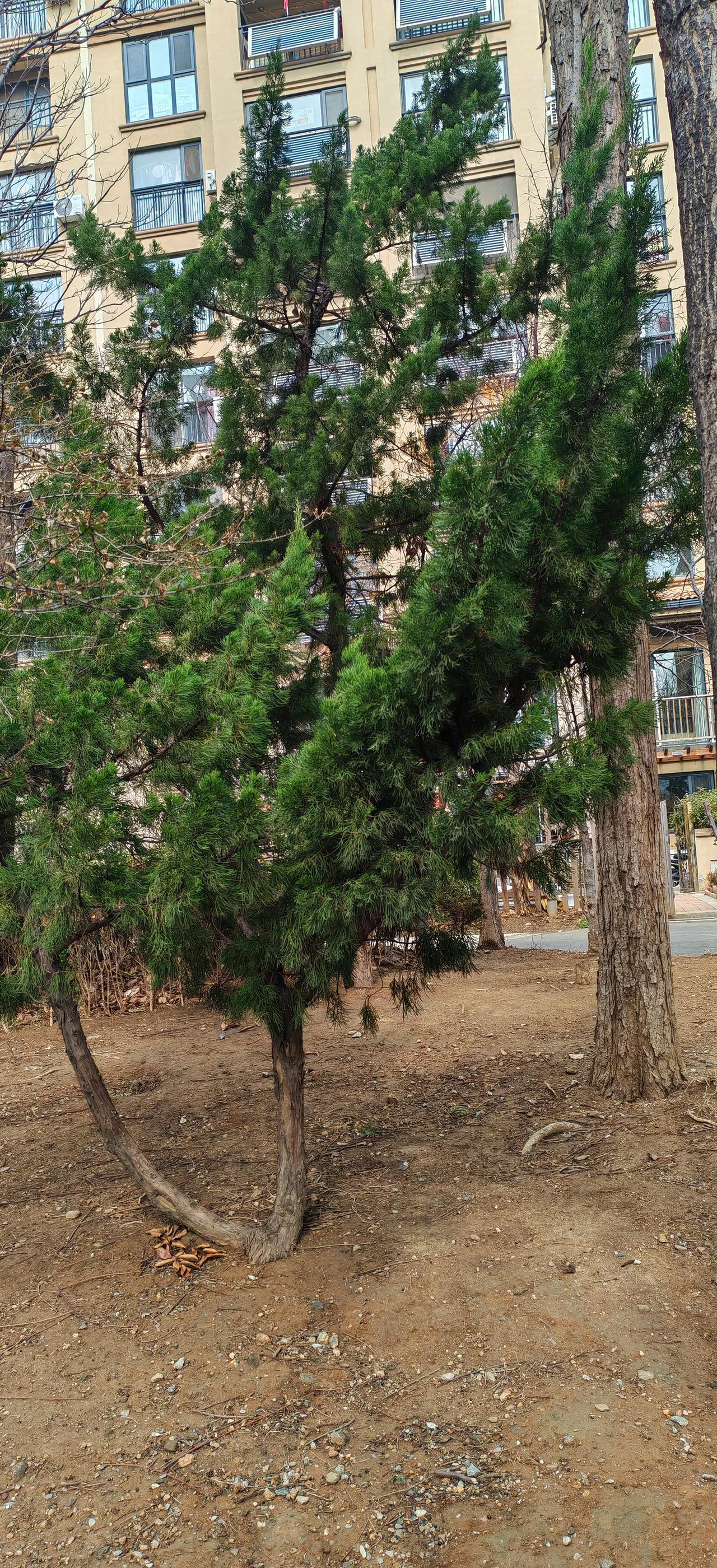 松柏还是那么绿