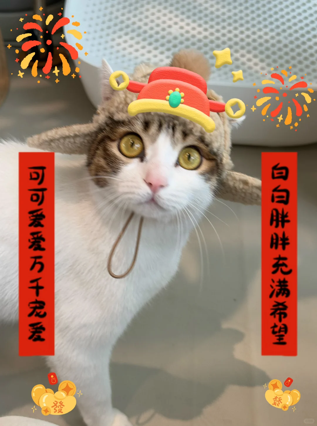 发财猫！！