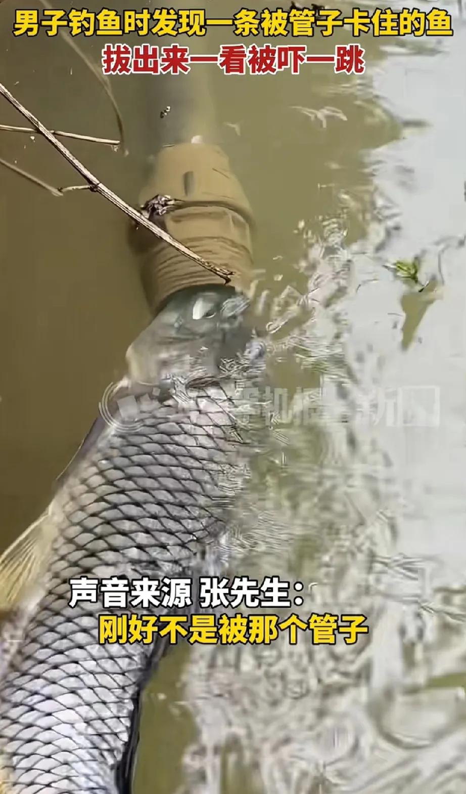 男子钓鱼时发现一条鱼，鱼靠近一条管子，光尾巴摆动，鱼却不游走，男子仔细观察后，确