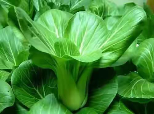 吃的是青菜，品味的是人生！
富人吃它，叫养生保健，清理肠胃，促进消化，降脂明目！