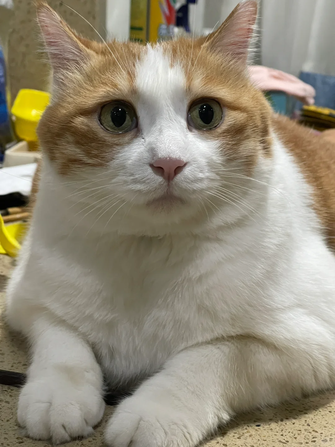 小猫超圆😉