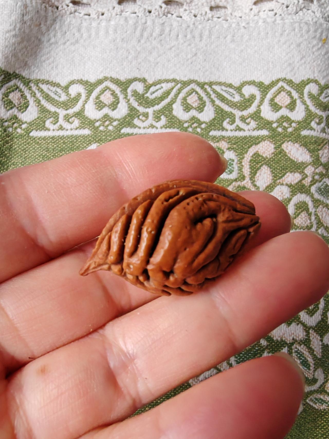 一颗美丽的桃核，整体像片古朴的树叶，纹理清晰，图案像只美丽的天鹅！