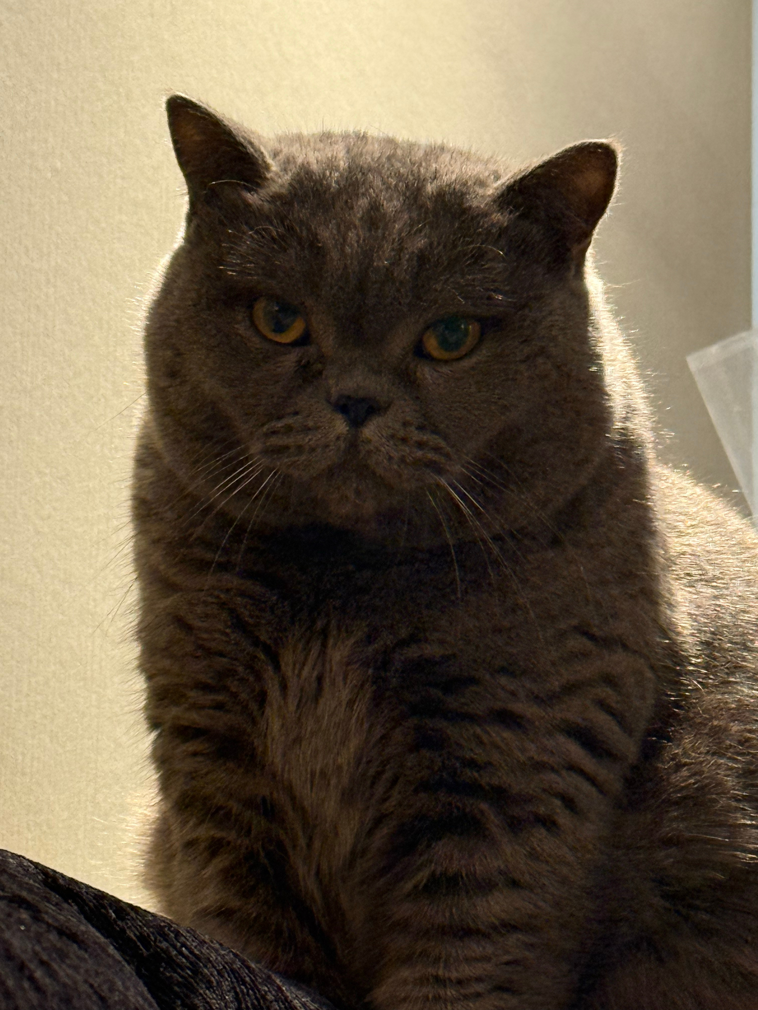 在沙发上躺着玩铲铲还有一只肥猫陪真是爽哉！虽然我刚发烧吃完药🤒…嘿嘿 嘿嘿嘿 