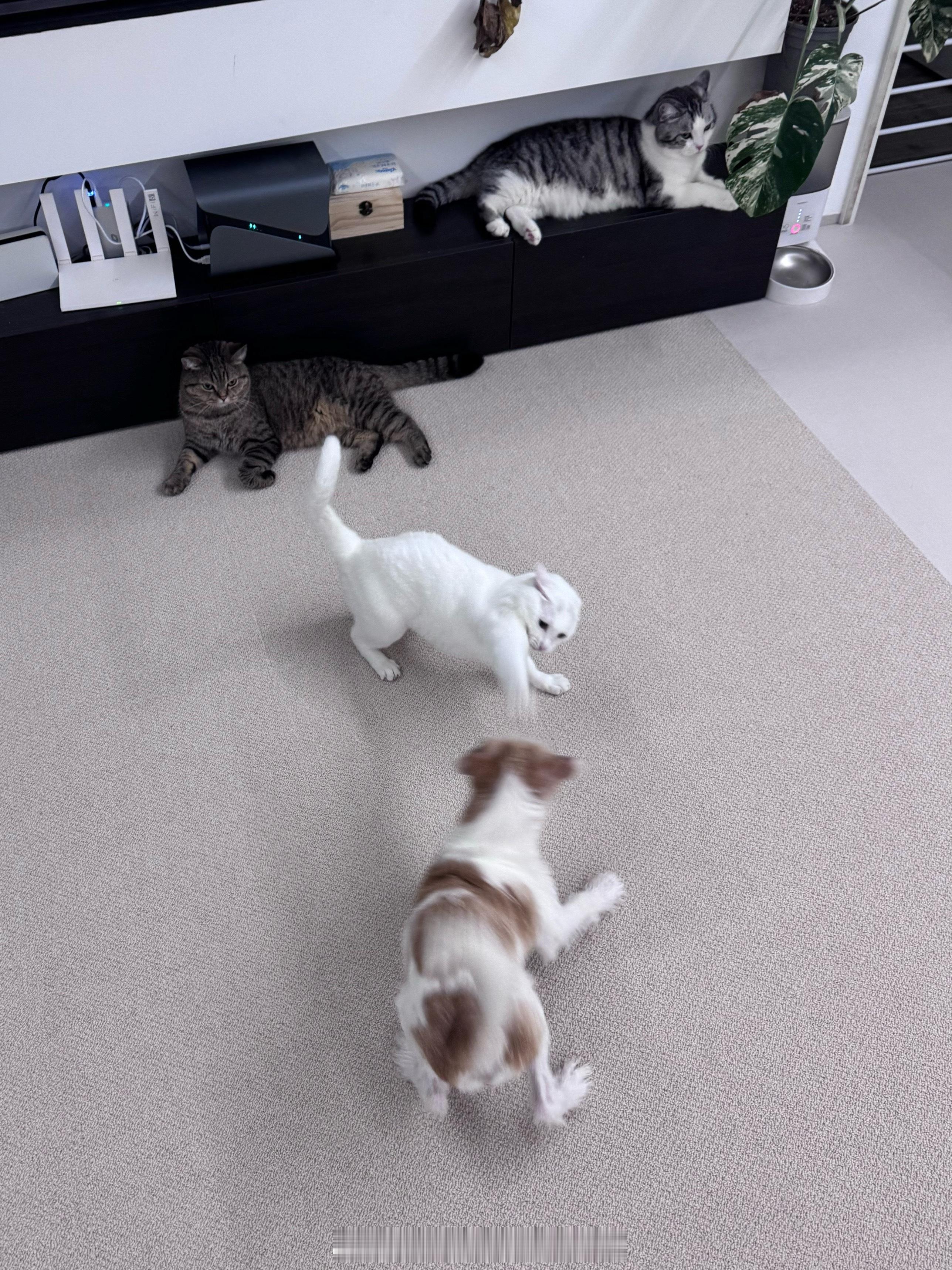 勇敢特特 ​​​