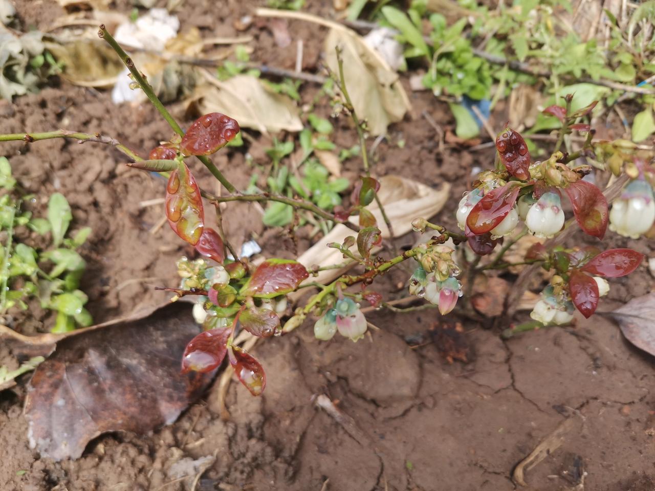 自力更生，丰衣足食，往往是迫于形势啊！
    前两天，孩子要吃蓝莓，于是在网上