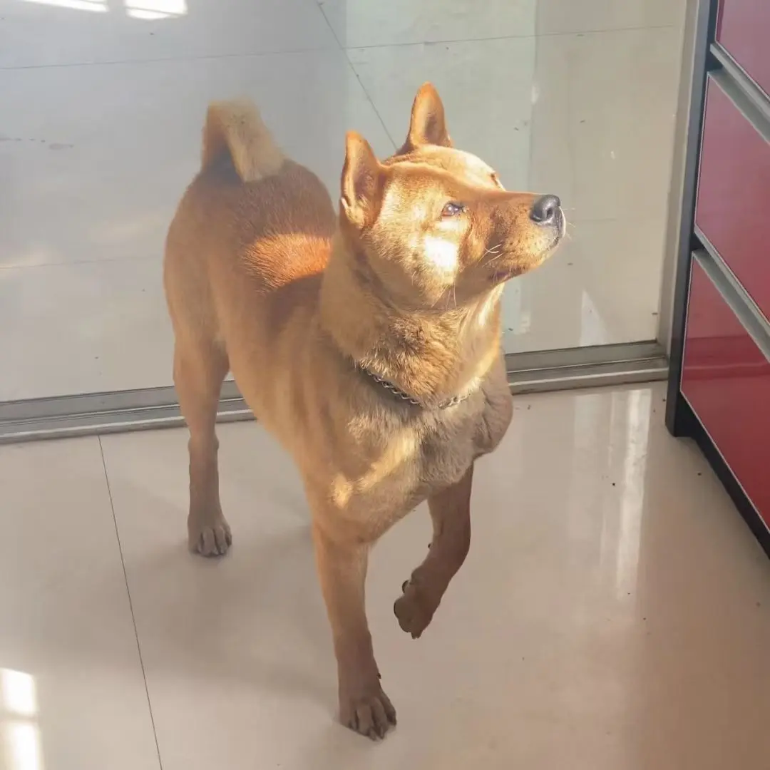 本村最靓的狗
