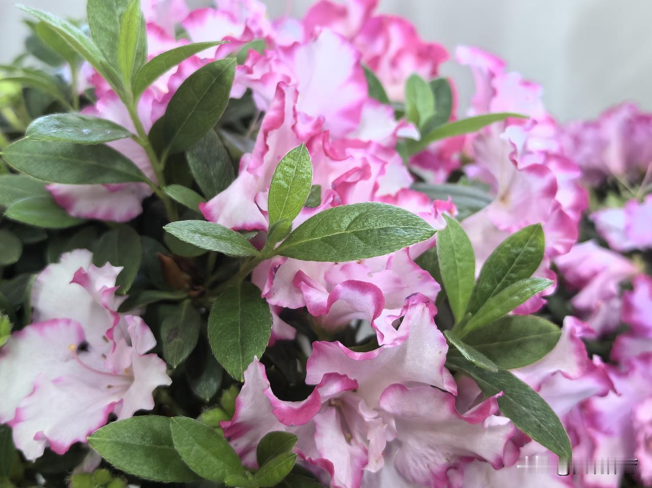 室内杜鹃 香山腊梅