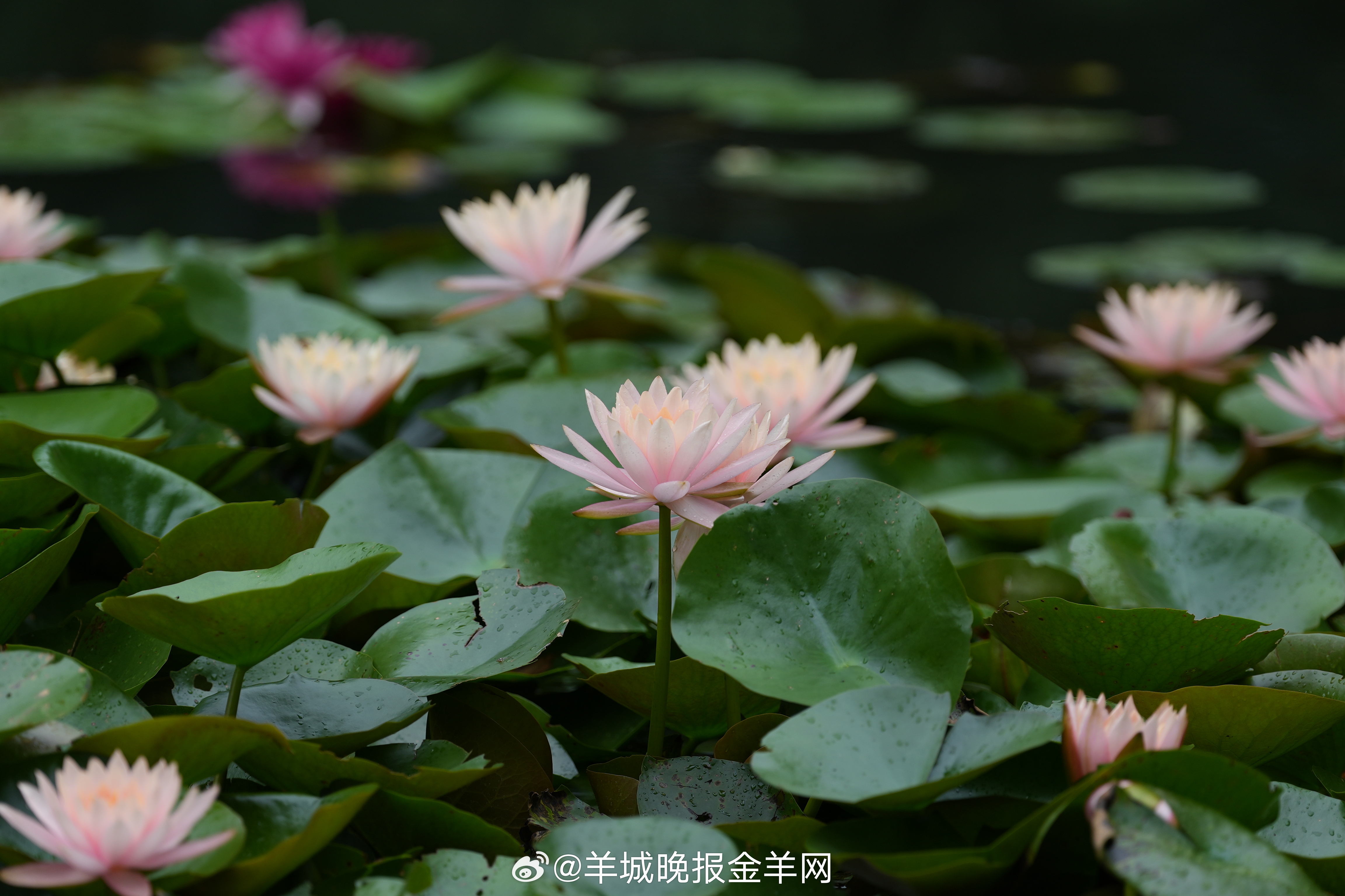 #晚安#不要因为暂时没有看到回报，就否定自己的努力。给努力一点时间，也给自己一点