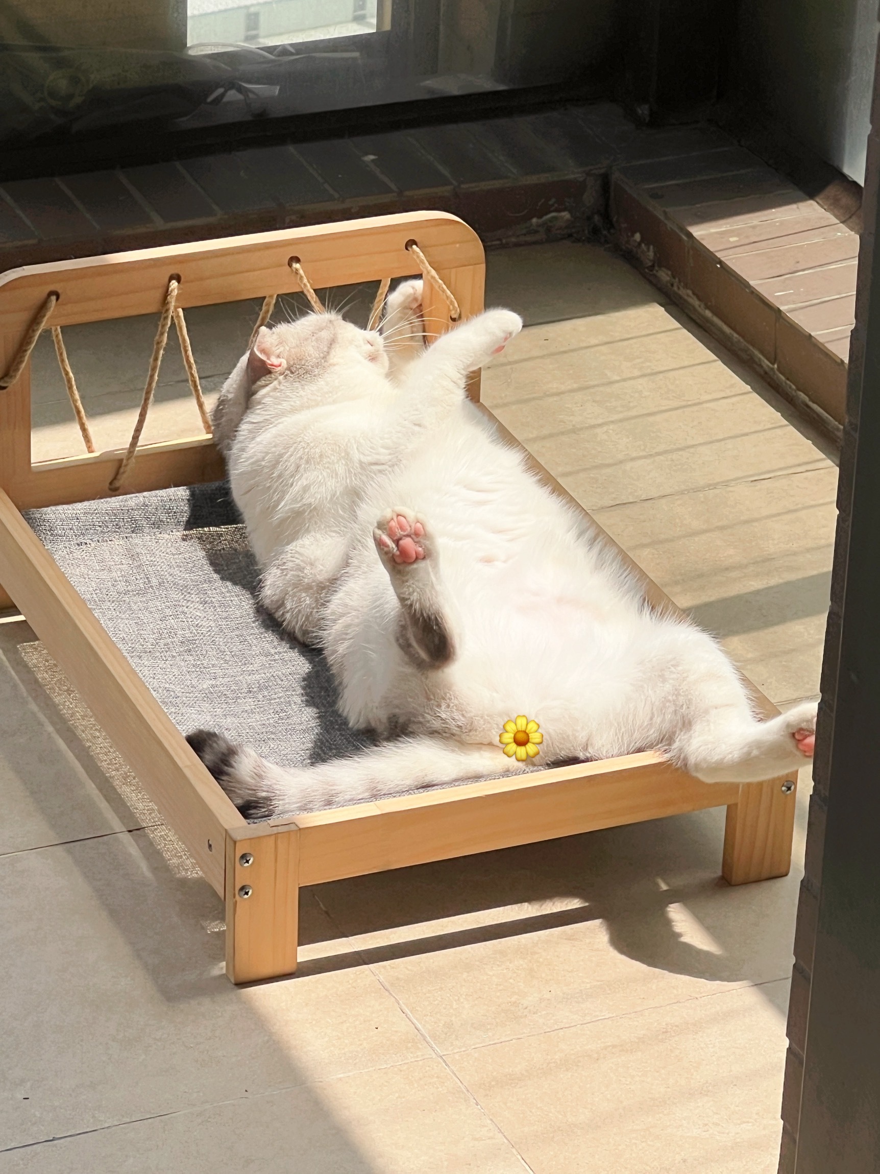 今天终于出太阳了！宝宝好开心呀！ ​​​