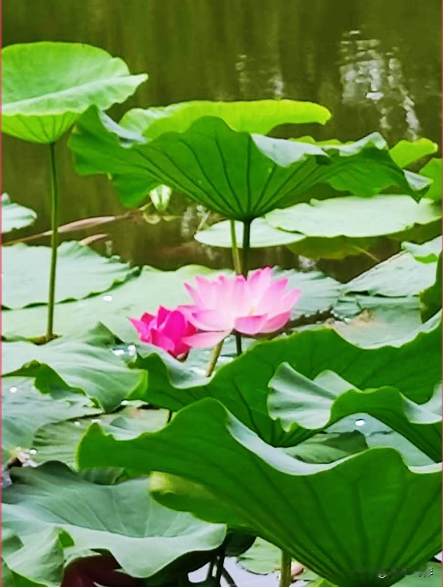 夏日荷塘景色宜人，满池荷花静静绽放，满眼清新绿意。
清透荷花写真 柔美荷花写真 