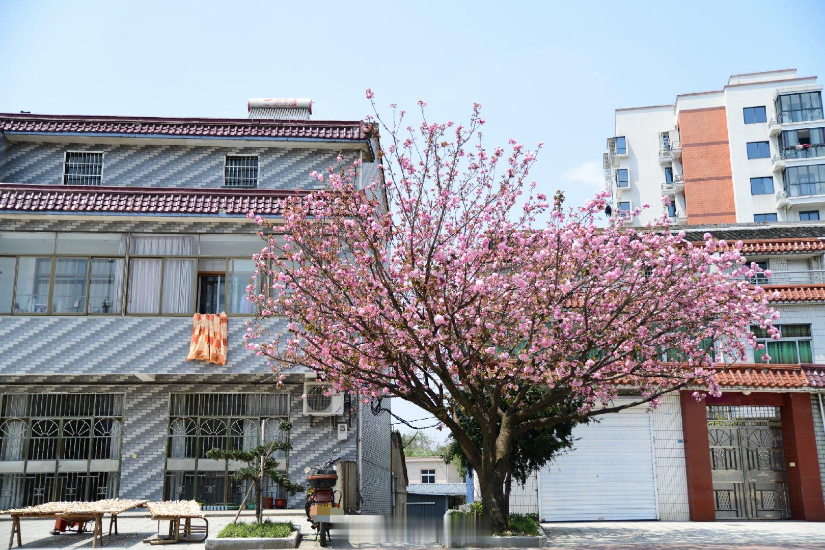 『人间观察录』村里有棵大樱花树，当初我来寻小院时，开着车，被路边的它一眼吸引。它
