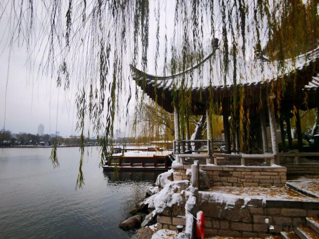山大竹林里，苏老师说“膝盖要笑着站”

早晨七点的山大小竹林，光影斑驳。太极拳苏