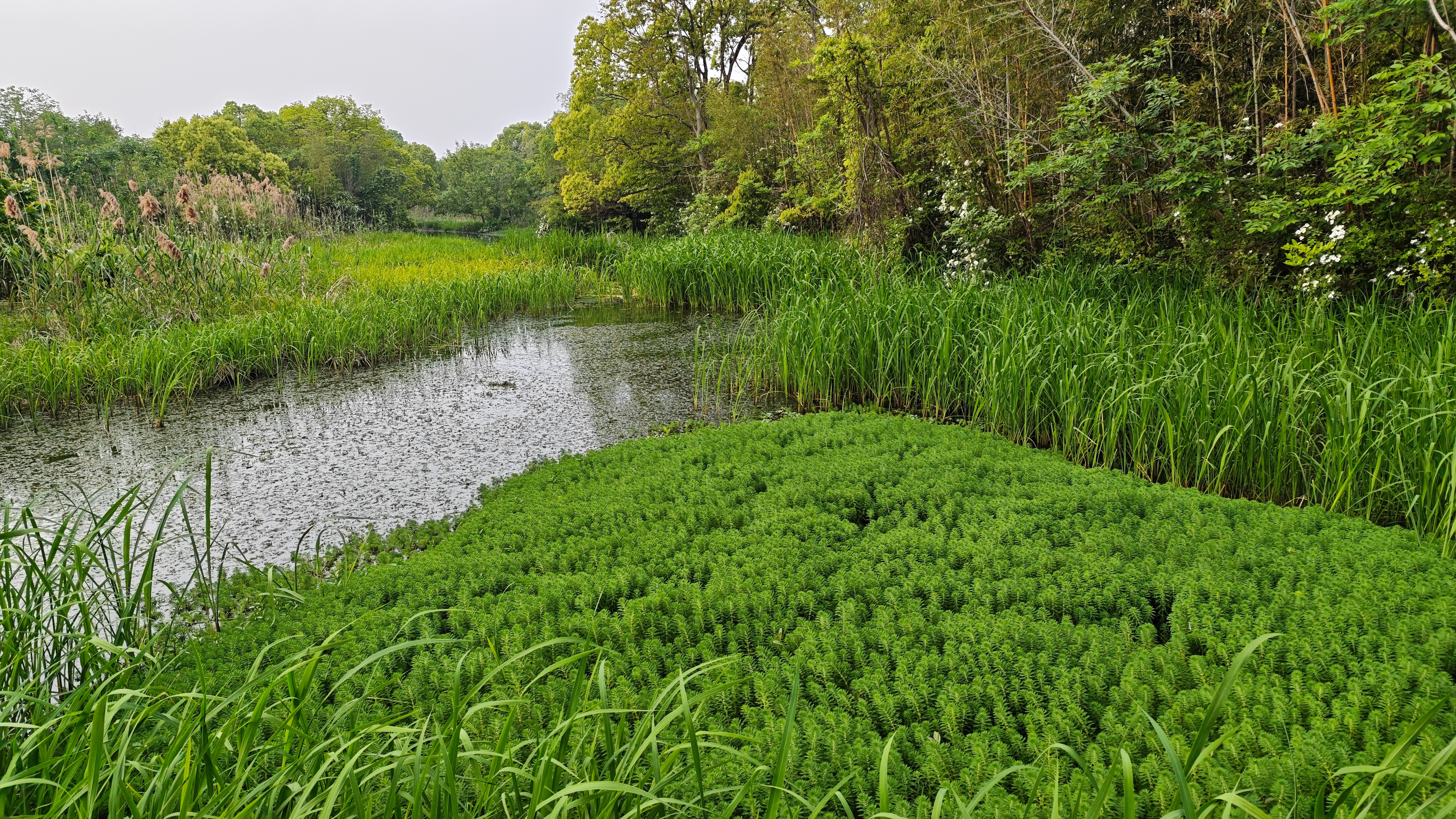 帮大家轻轻避雷了一下，在外面免费区逛逛就很舒服了，没必要花钱进园。因为门票要八十