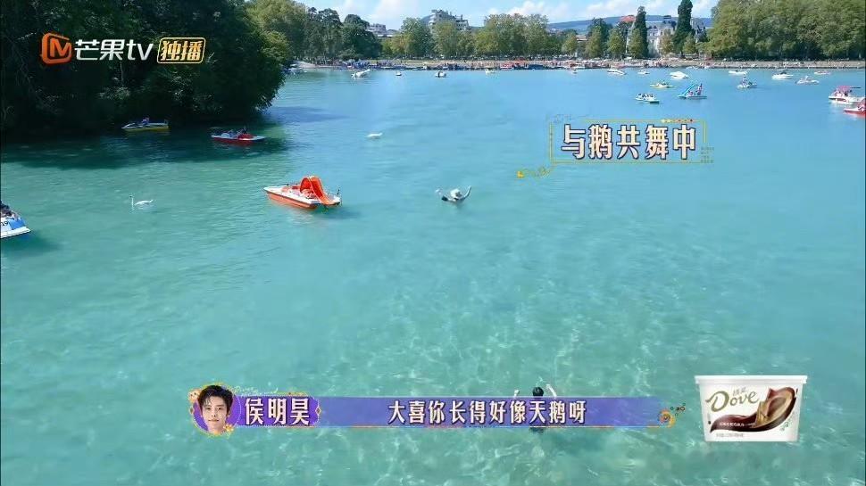 #侯明昊说金晨和天鹅一个家族# 侯明昊好会夸，夸金晨和天鹅是一个家族，金晨模仿天