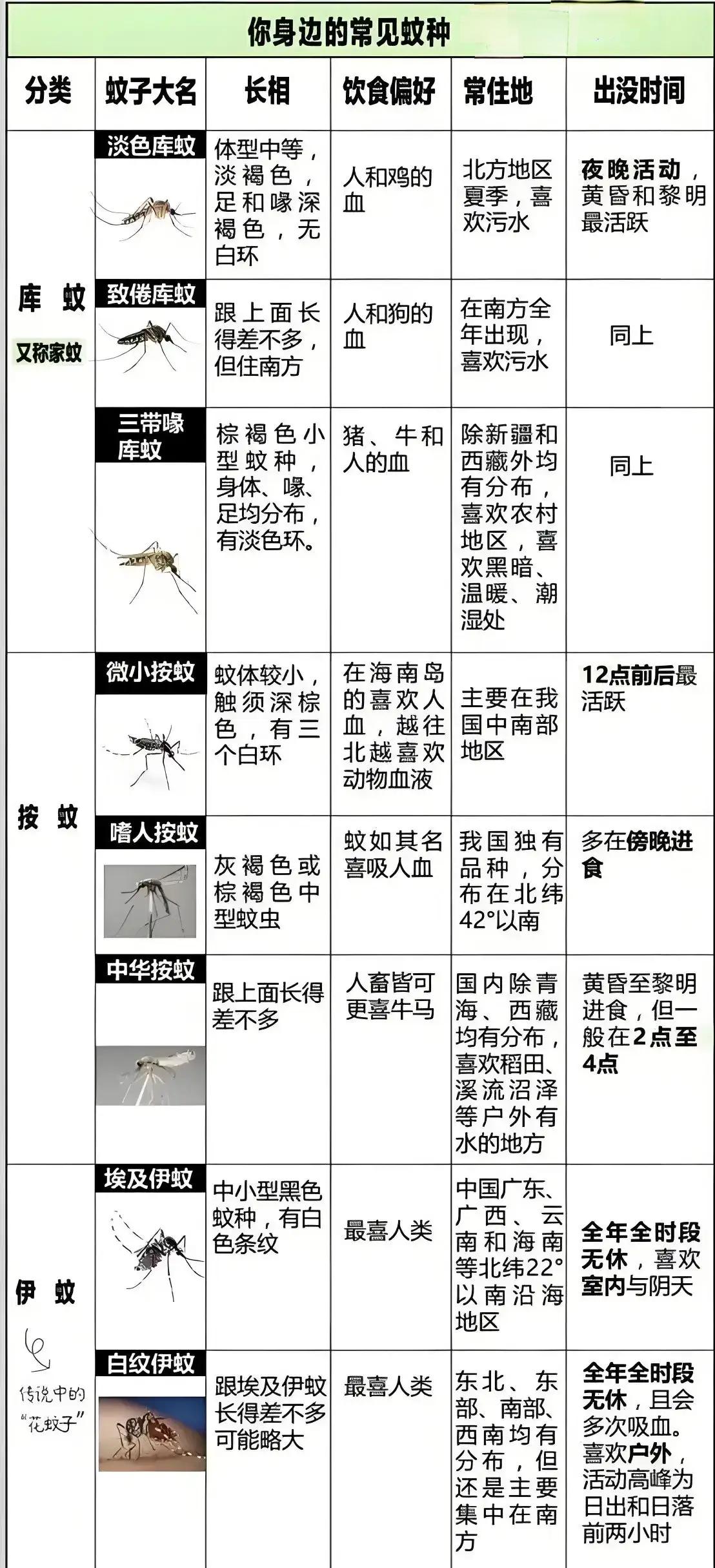 你那边哪种蚊子最多，你最痛恨哪种？