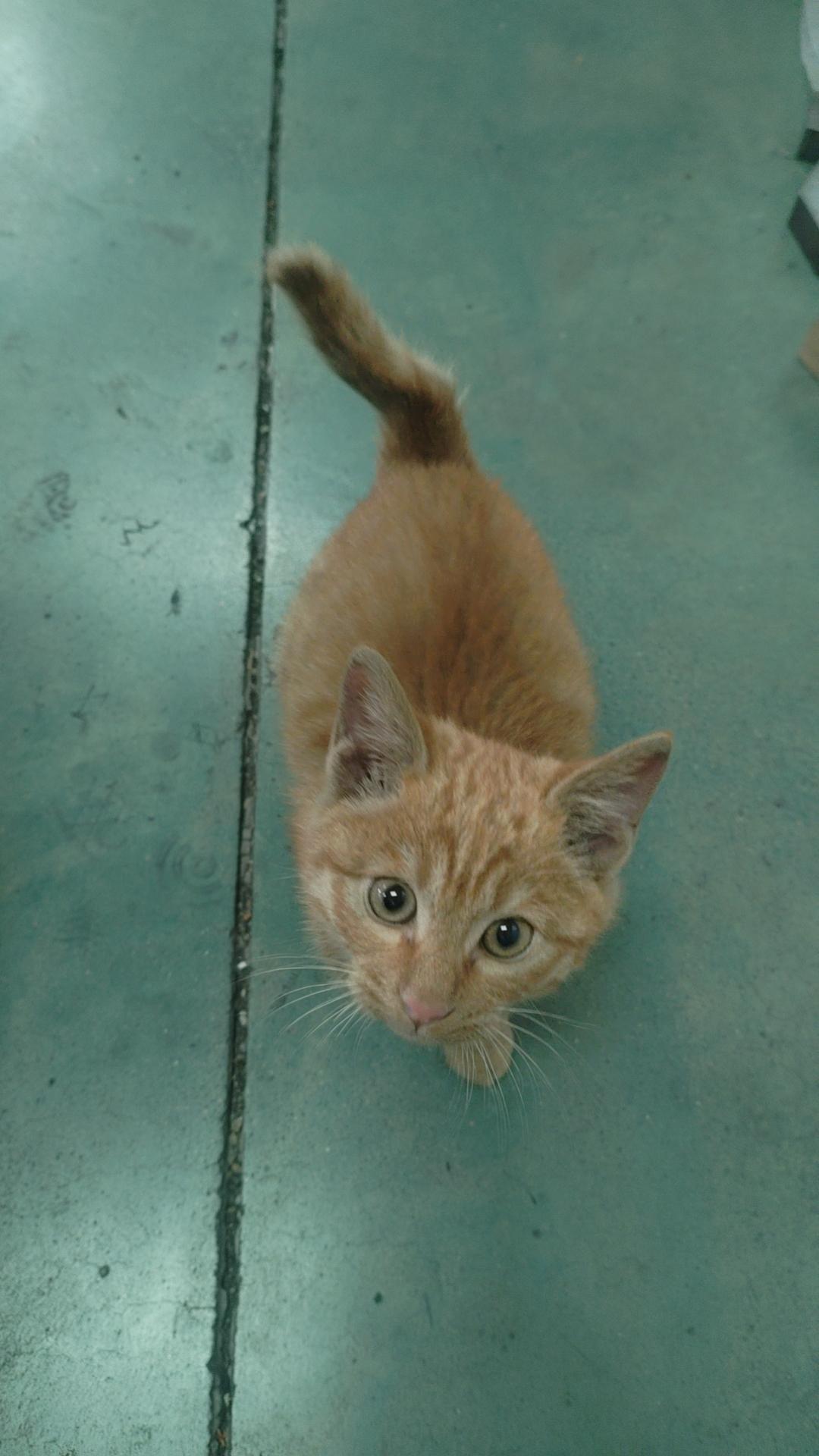 是时候想想后面的创作之路该怎么走了。说创作有点高端，其实也就是随感而发。
   