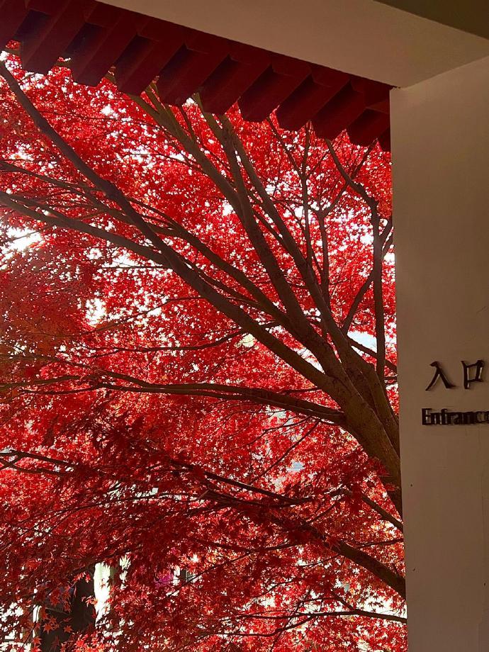 真的太喜欢秋天了！
树叶变黄，变红，整个身边都被这种五彩斑斓的色彩包围，散落满地