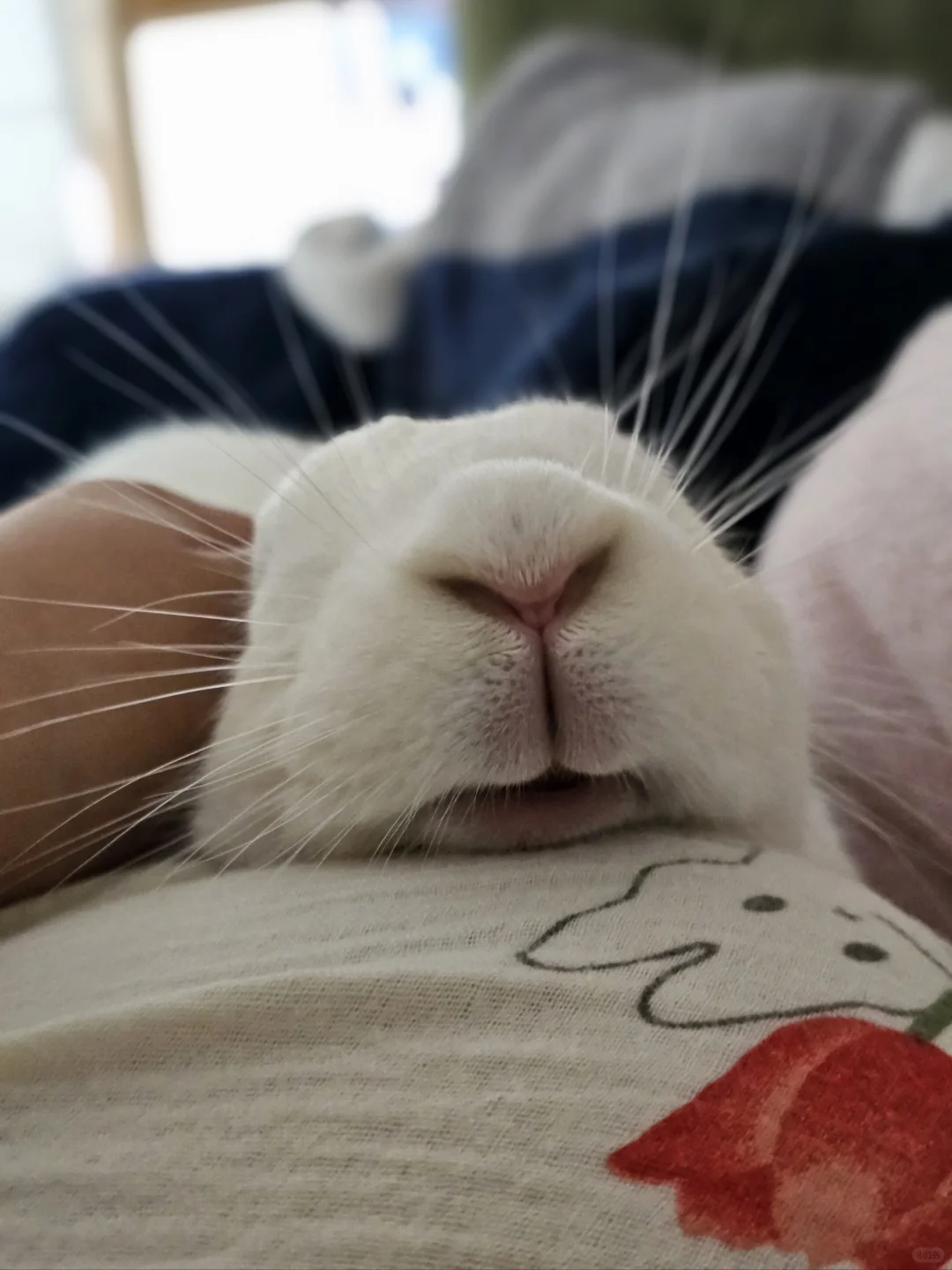 有兔这样陪着谁想上班啊