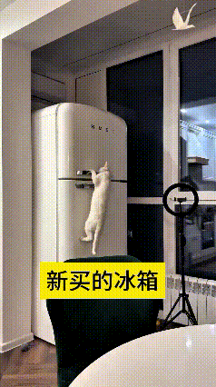 哎呀妈呀可吓一跳！新买的冰箱，这小猫好奇心贼重，费劲巴拉扒开门把手，好不容易把门