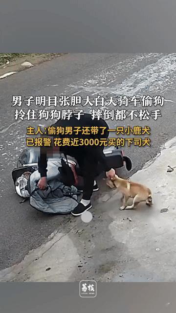 光天化日偷狗不撒手，山西一男子骑车偷狗行径太嚣张！
 
你能想象吗？大白天，山西