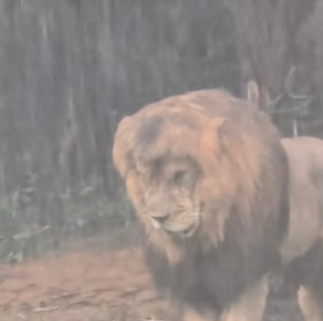 哈哈，这狮子是emo了吧，所以是伴侣被迫分手了吗…感受一下广州超级大暴雨被长隆动