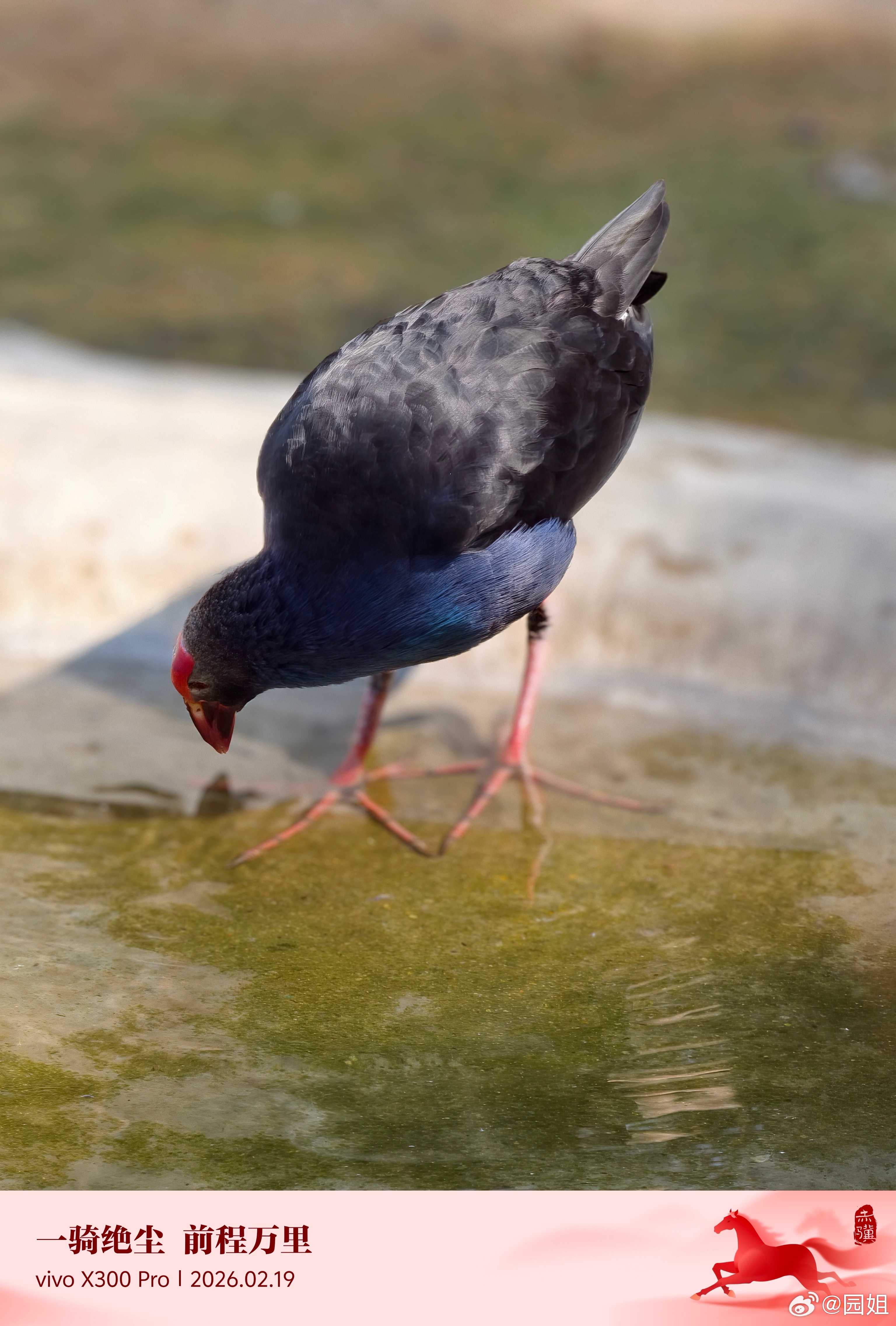 来看动物了，今天逛深圳野生动物园，门票100多，我这里看只要一块钱，看到的记得给