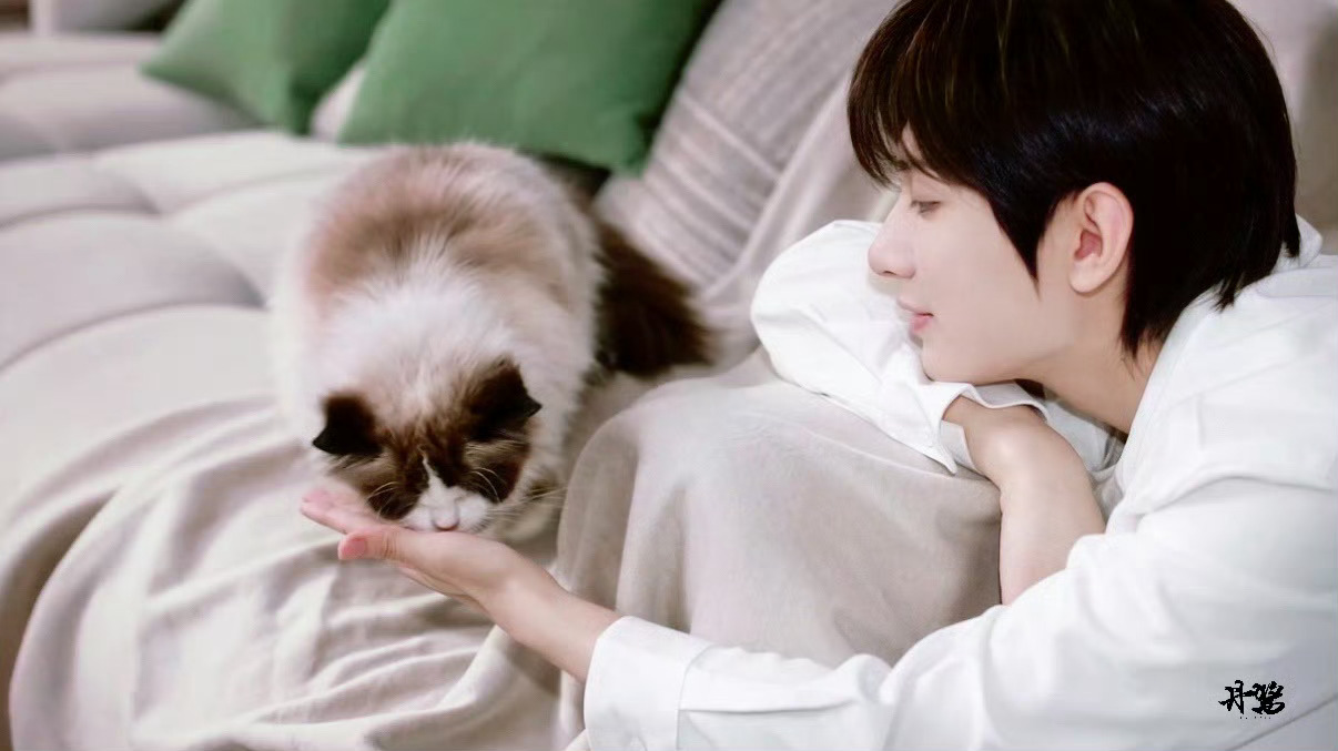 猫猫撸撸 