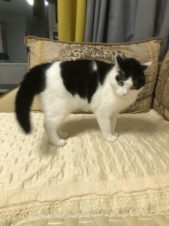 奶牛猫形态启动！启动！全部启动！