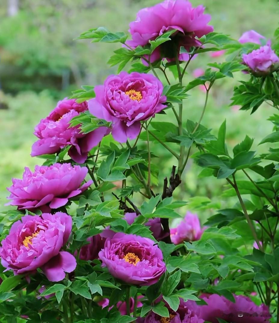 春日必看！绝美紫牡丹盛开，花香满枝氛围感拉满

这抹深紫牡丹也太绝了！
层层花瓣