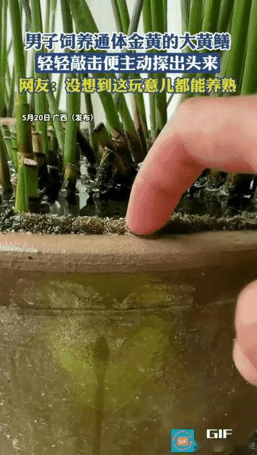这黄鳝品质一流啊